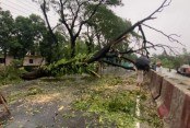 ফেনীতে গাছ উপড়ে সড়কে, যান চলাচলে বিঘ্ন