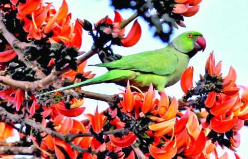 ফুল ফুটুক না ফুটুক, আজ বসন্ত