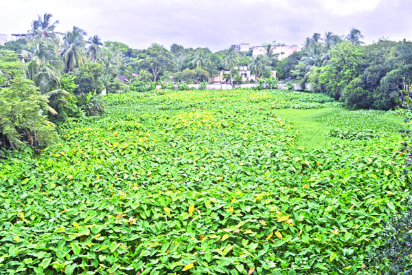 মশা উৎপাদনের কারখানা !