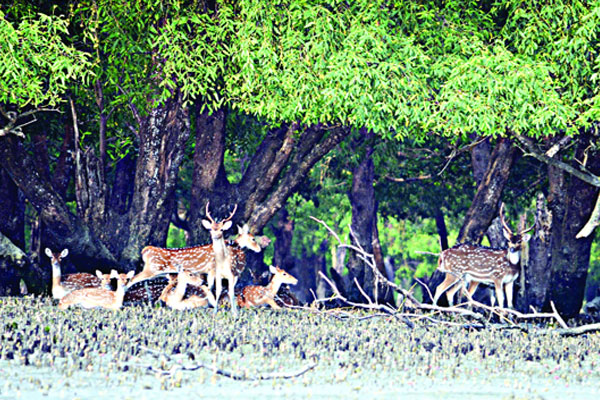 সুন্দরবনে খনন করা হচ্ছে ৮৮ পুকুর