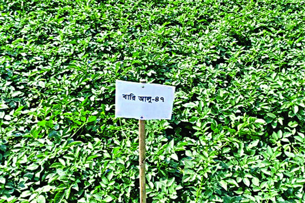 কিশোরগঞ্জে প্রথমবারের মতো বারি আলু চাষ