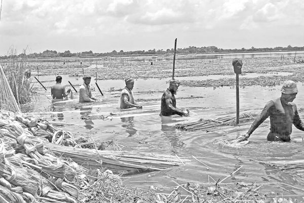 সোনালি আঁশে স্বপ্ন বুনছেন চাষিরা