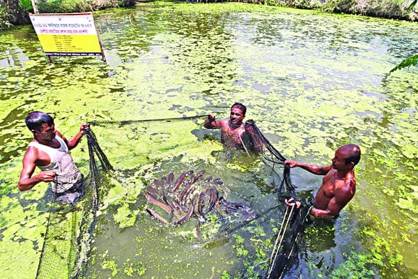 পতিত জলাশয়ে শোল মাছ চাষ