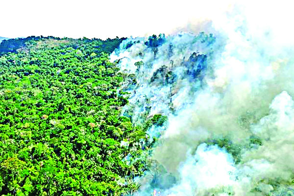 পৃথিবীর ‘ফুসফুস’ অ্যামাজন নিধনের নতুন রেকর্ড