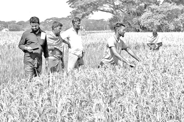 ডিলারের প্রতারণায় নিঃস্ব কয়েক শ কৃষক