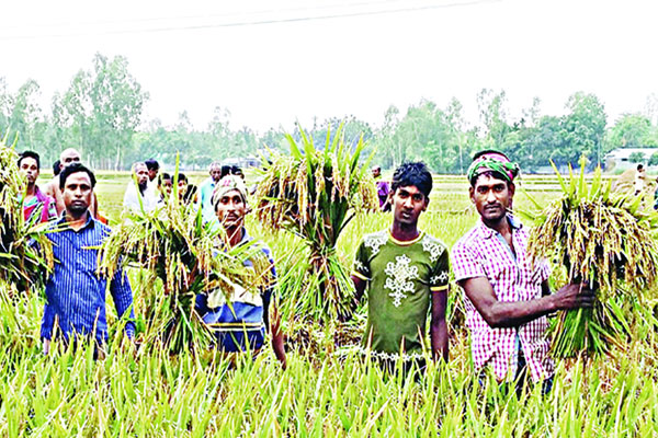 মন্দা অর্থনীতিতে গতি আনবে কৃষি