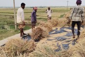 তীব্র গরম উপেক্ষা করে চকরিয়ায় বোরো ধান সংগ্রহে ব্যস্ত কৃষকরা