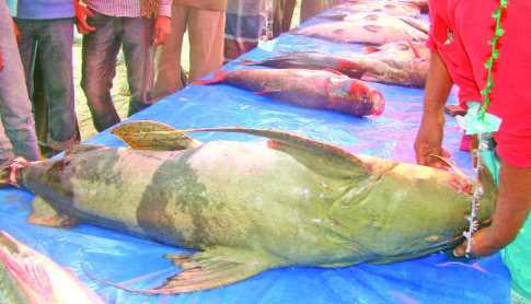 বগুড়ায় ঐতিহ্যবাহী পোড়াদহ মেলায় দর্শণার্থীদের ঢল