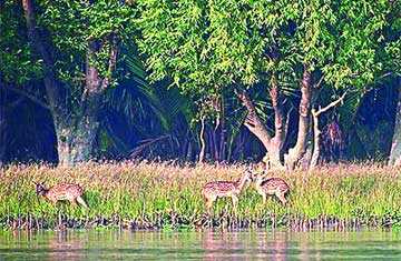 পর্যটকশূন্য সুন্দরবন