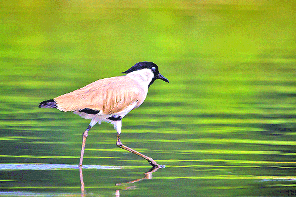 গাং টিটির দেখা মিলল পঞ্চগড়ে