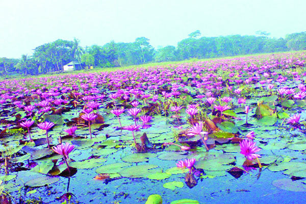 বিলের কৃষকের কষ্টের জীবন