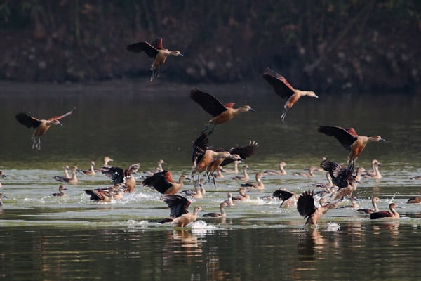 ভীতরগড়ের মহারাজার দীঘিতে পরিযায়ী পাখির ঝাঁক 