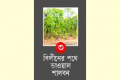 অবৈধ করাতকলে বিপন্ন বন