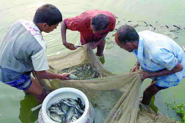 খামারে মাছ চাষে নতুন স্বপ্ন