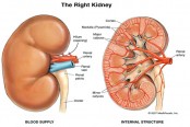 রমজানে কিডনির সুস্থতায় করণীয়