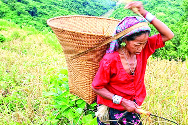 উজাড় হয়ে যাচ্ছে বনাঞ্চল