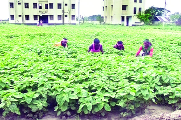 ব্রাহ্মণবাড়িয়ার কারাগারে সবজি খামার