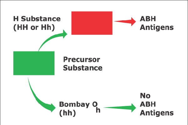 বিশ্বের সবচেয়ে বিরল ব্লাড গ্রুপ 'এইচএইচ'