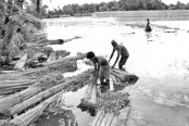 পাটের বাম্পার ফলনে কৃষকের মুখে হাসি