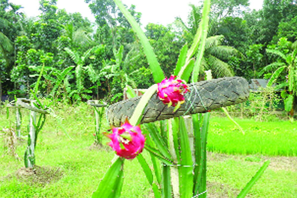 ফরিদপুরেও ড্রাগনের হাসি