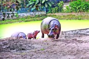 জলহস্তী পরিবারে নতুন অতিথি