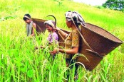 পাহাড়ে ফসল তুলতে ব্যস্ত জুমিয়ারা