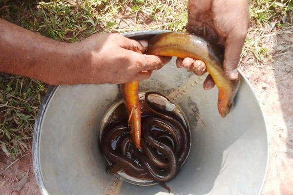 দিনাজপুরে বদ্ধ পানিতে কুঁচিয়া চাষে সাফল্য 