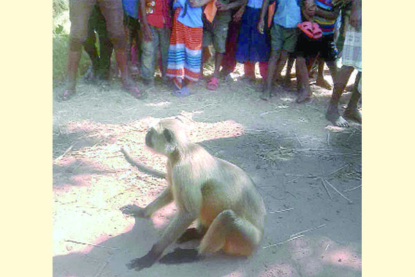 লোকালয়ে হনুমান