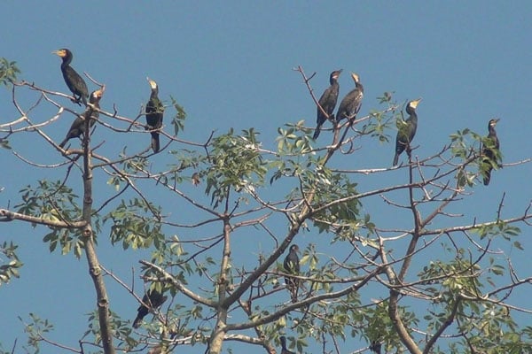 পঞ্চগড়ে শিমুল গাছে পানকৌরির নিরাপদ আবাস 