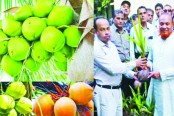 জনপ্রিয় হচ্ছে ভিয়েতনামি নারকেল চাষ