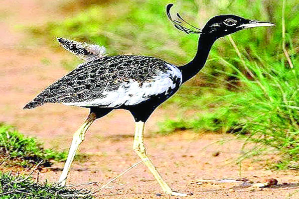 ময়ূর প্রজাতির বিলুপ্ত পাখি পাতি ডাহর