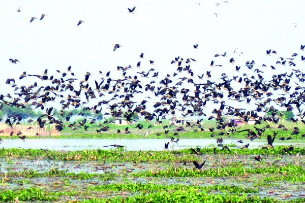 বাইক্কা বিলে পাখির মেলা