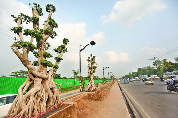 এয়ারপোর্ট রোডে দৃষ্টিনন্দন ফাইকাস বনসাই