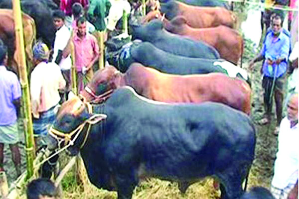 এবার ঢাকায় বসছে ২২ কোরবানির পশুর হাট