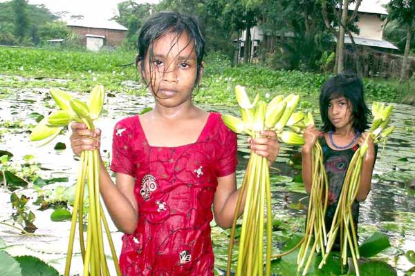 সমুদ্র উপকূলে বিলুপ্তির পথে শাপলা