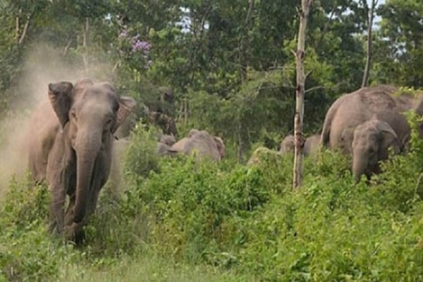 রোহিঙ্গা ক্যাম্পে বন্যহাতির আক্রমণে দুই বোন নিহত