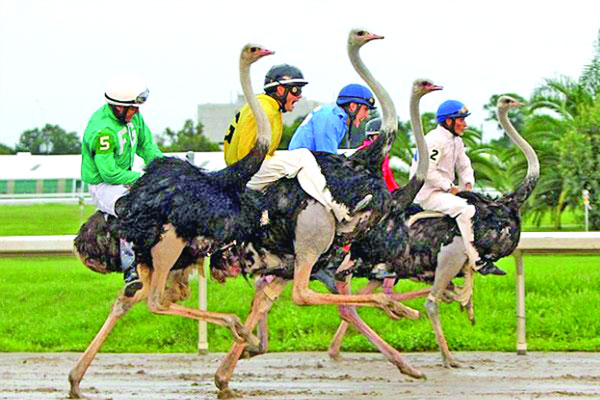 পশু-পাখির মজার রেস