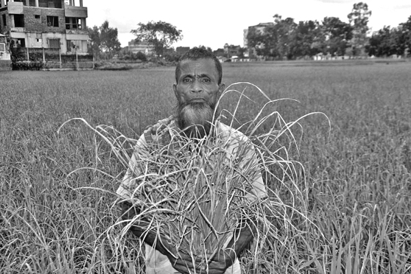 পোকার পেটে কৃষকের স্বপ্ন