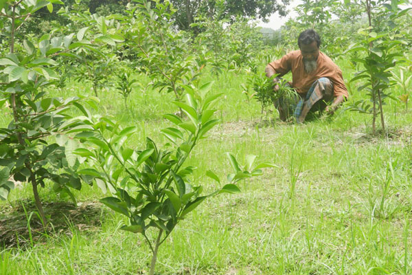 মাল্টায় নতুন স্বপ্ন দেখছে বগুড়ার চাষীরা