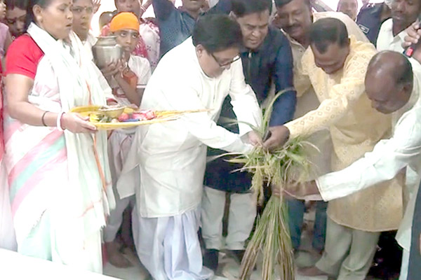 ধান কাটার মধ্য দিয়ে কলাপাড়ায় নবান্ন উৎসব শুরু 

