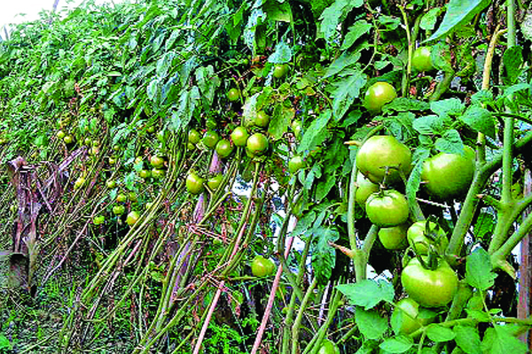 ‘মিন্টু-সুপার’ টমেটো চাষে বাজিমাত