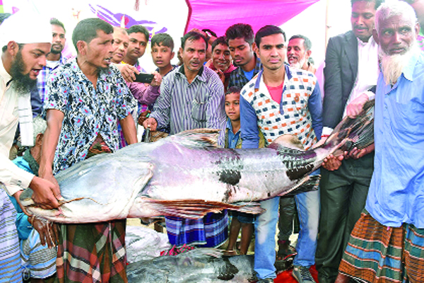 শতকেজির বাঘইর ১০ কেজির মিষ্টি