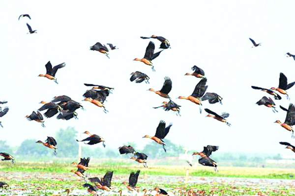 অতিথি পাখিতে মুখর ব্রাহ্মণবাড়িয়ার হাওর