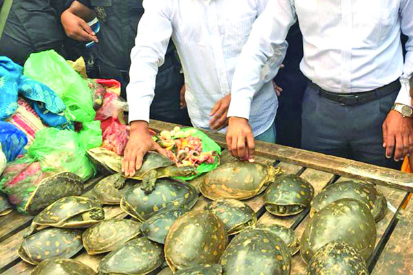 বিলুপ্ত কাছিম প্রজননে বিশ্বসেরা বাংলাদেশ