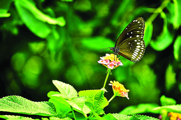 হরেক রকম প্রজাপতির মেলা