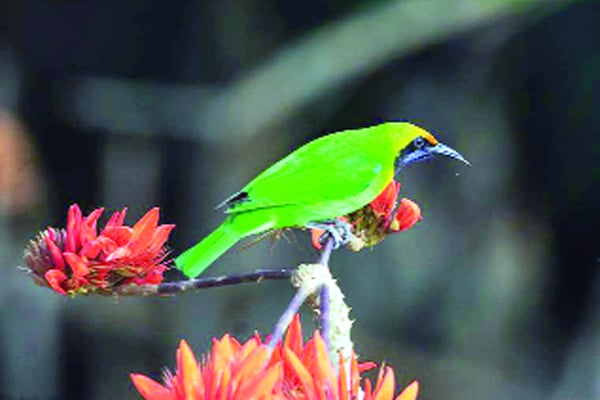 স্বর নকলে পারদর্শী সোনালি কপাল পাতা বুলবুলি