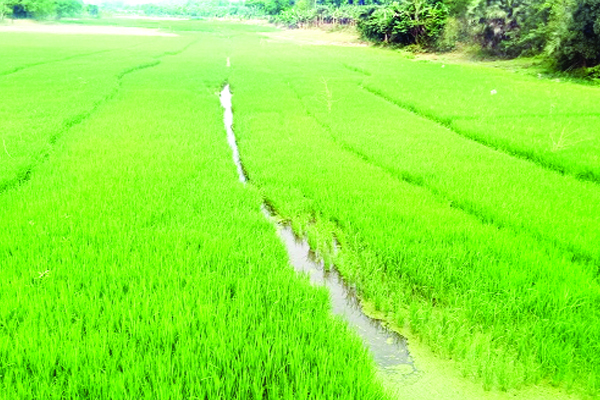 ঝিনাইদহের ১৫ নদ নদীতে ধানখেত