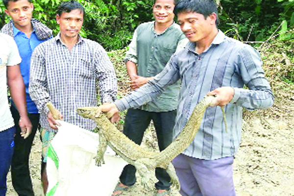 পরিবেশবন্ধু গুইসাপ