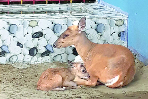 চট্টগ্রাম চিড়িয়াখানায় হরিণ পরিবারে নতুন অতিথি