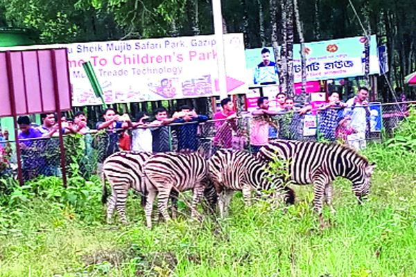 সেই আট জেব্রা সাফারি পার্কে